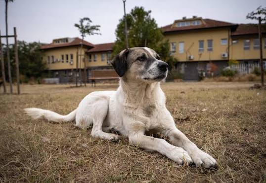 Illustrative photo of a dog